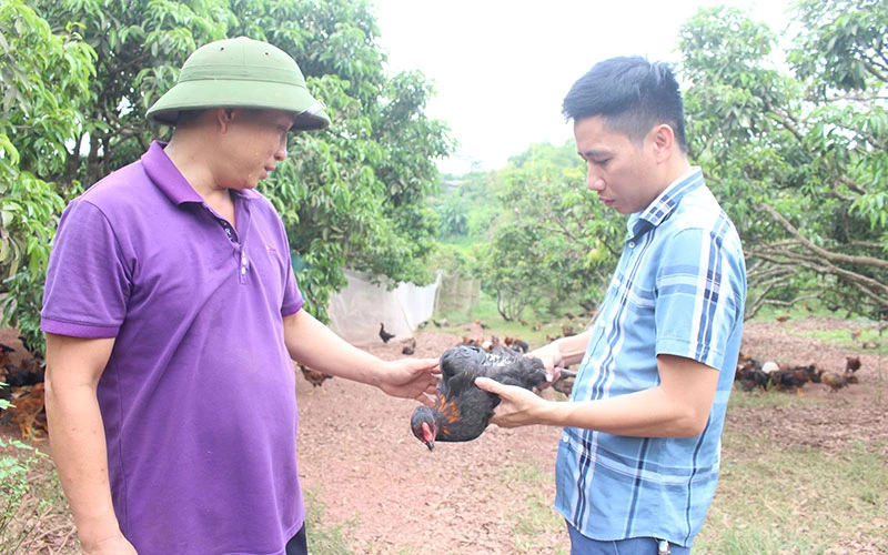 Đại diện Hợp tác xã Nông nghiệp xanh Yên Thế kiểm tra chất lượng gà thương phẩm tại hộ dân liên kết ở xã Đồng Tâm, huyện Yên Thế.