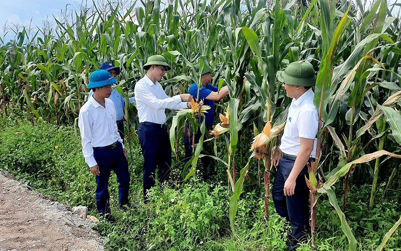 Lãnh đạo huyện Anh Sơn (Nghệ An) và các cán bộ trẻ kiểm tra quá trình phát triển của cây ngô trong huyện. (Ảnh NGUYỄN ĐĂNG)