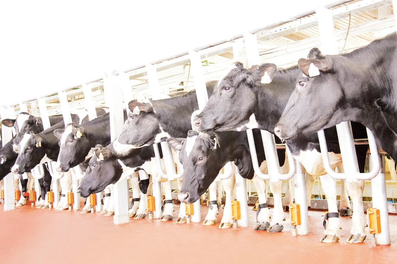 Bò sữa tại các trang trại của TH cho năng suất và chất lượng sữa vượt trội.