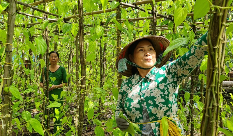 Thu hoạch lá trầu góp phần giải quyết việc làm cho phụ nữ nông thôn ở làng nghề trồng trầu không ở Vị Thủy (Hậu Giang).