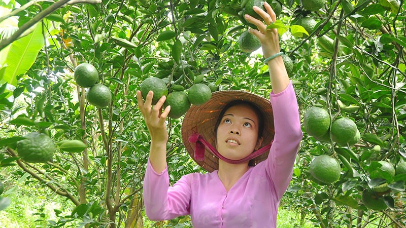Người dân xã Mỹ Lợi A, huyện Cái Bè, tỉnh Tiền Giang chăm sóc cây cam sành. (Ảnh: NGUYỄN SỰ)