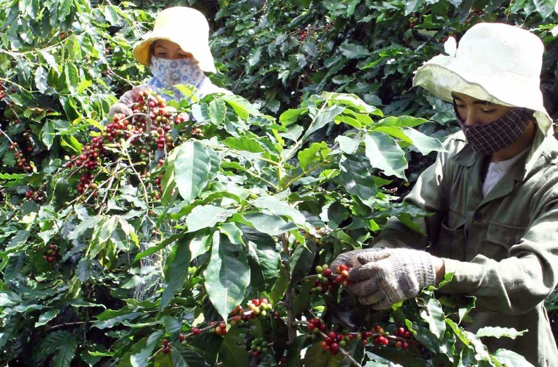 Cây cà-phê chất lượng cao đã giúp người dân huyện Hướng Hóa (Quảng Trị) nâng cao thu nhập, cải thiện cuộc sống.
