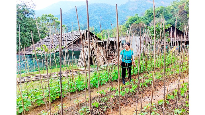 Ngay sau lũ, bà con xã Tà Cạ tranh thủ trồng rau, nuôi gà để phục vụ Tết Quý Mão 2023.