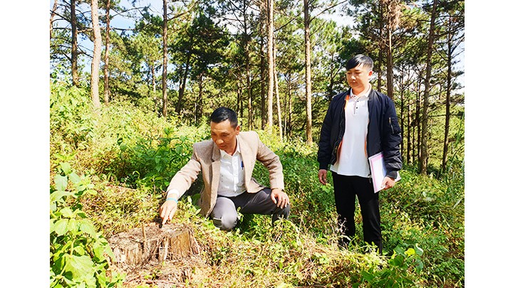 Hàng trăm cây thông (phường 5, thành phố Đà Lạt) bị chặt hạ.
