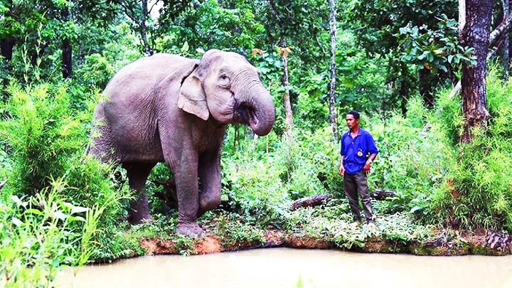 Voi được AAF tài trợ để Vườn quốc gia Yok Đôn chuyển đổi mô hình từ cưỡi voi sang du lịch thân thiện với voi.