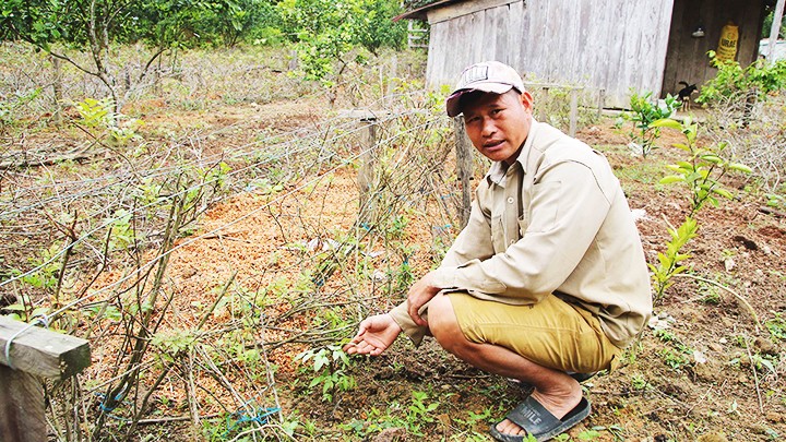 Anh Đoàn Xuân Lợi phát triển kinh tế từ lá chè dây. 