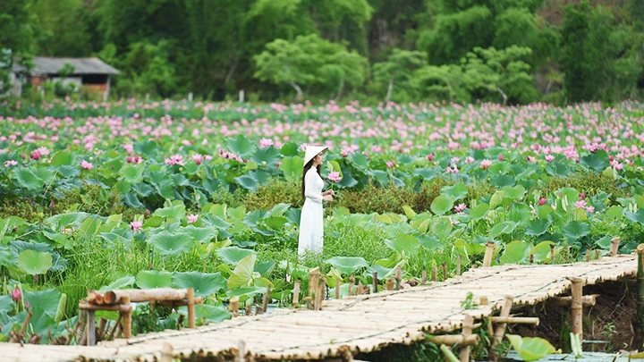 Về Duy Sơn mùa sen