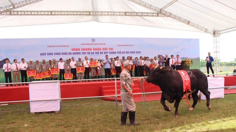 Hà Nội tổ chức hội thi kiến thức chăn nuôi bò hướng thịt.