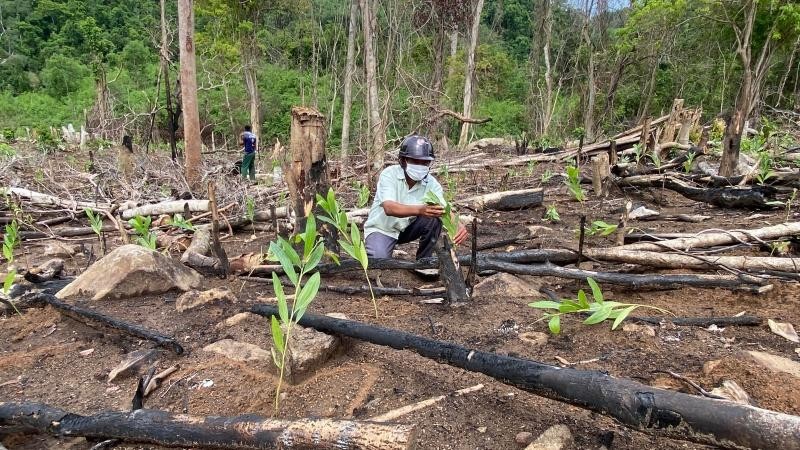 Phú Yên: Phạt hành chính 137,5 triệu đồng vì phá rừng tự nhiên trái phép