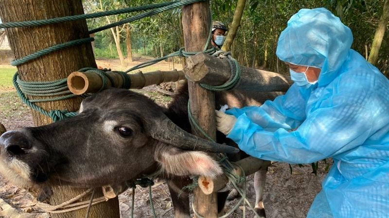 Nhân viên thú y huyện Bố Trạch, tỉnh Quảng Bình tiêm vaccine phòng bệnh cho gia súc.