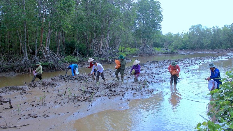 Hơn 2.000 tỷ đồng phát triển lâm nghiệp bền vững ở Cà Mau