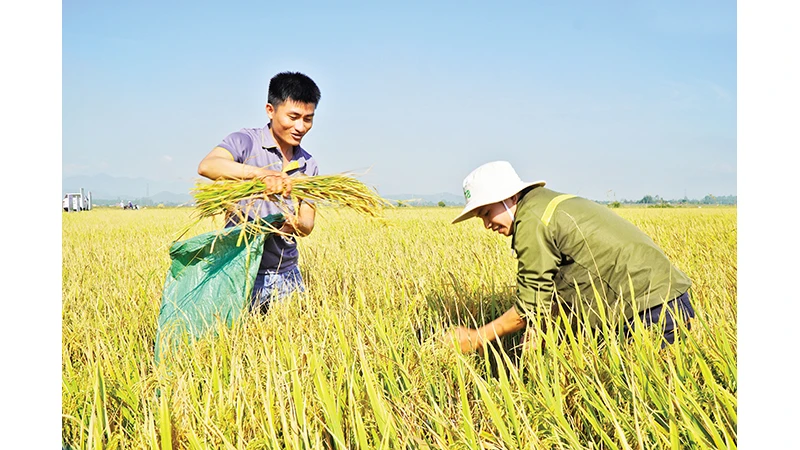 Dự kiến, năm 2023, sản lượng lúa cả nước đạt 43,2- 43,4 triệu tấn, bảo đảm nhu cầu tiêu dùng trong nước và xuất khẩu. Ảnh| MINH ANH