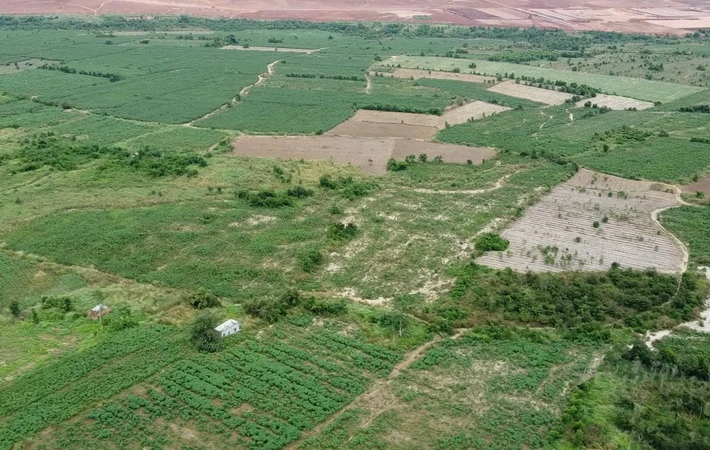 Hoàn trả diện tích đất dự án sân bay Long Thành bị chiếm dụng để trồng khoai mì