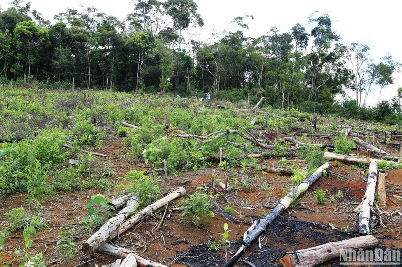 Trong 11 tháng của năm 2022, tại Đắk Nông đã xảy ra 308 vụ phá rừng trái pháp luật, làm thiệt hại 63ha rừng các loại.