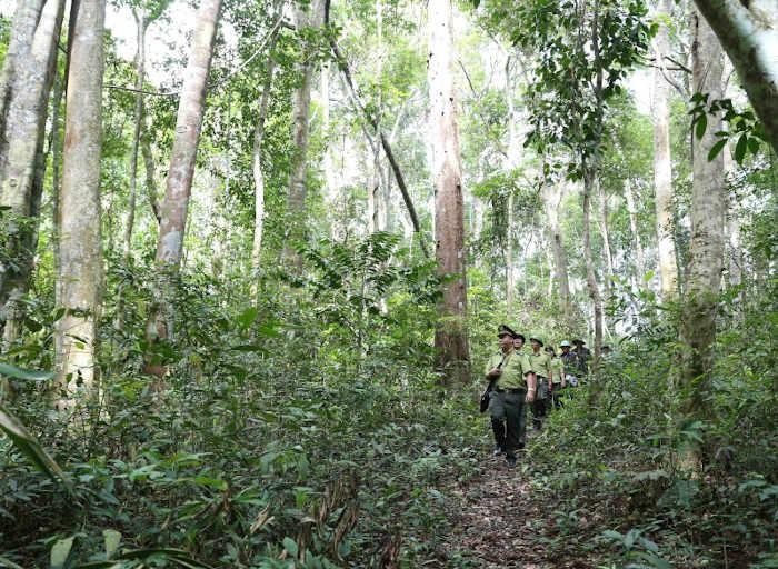 Lực lượng kiểm lâm phối hợp với ban quản lý rừng và công ty lâm nghiệp trên địa bàn huyện Vĩnh Thạnh, tỉnh Bình Định, triển khai công tác tuần tra bảo vệ rừng nguyên sinh trên địa bàn huyện quản lý. (Ảnh: TTXVN)