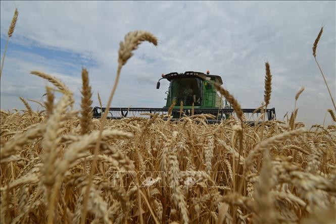 Thu hoạch lúa mì trên cánh đồng Stavropol, Nga. (Ảnh: AFP/TTXVN)