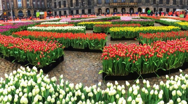 Mọi người có thể hái hoa Tulip miễn phí tại vườn hoa có khoảng 200.000 bông đang khoe sắc. (Nguồn: nltimes)