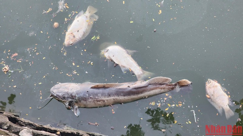 Cá chết dạt vào bờ hồ Tây bốc mùi khó chịu.