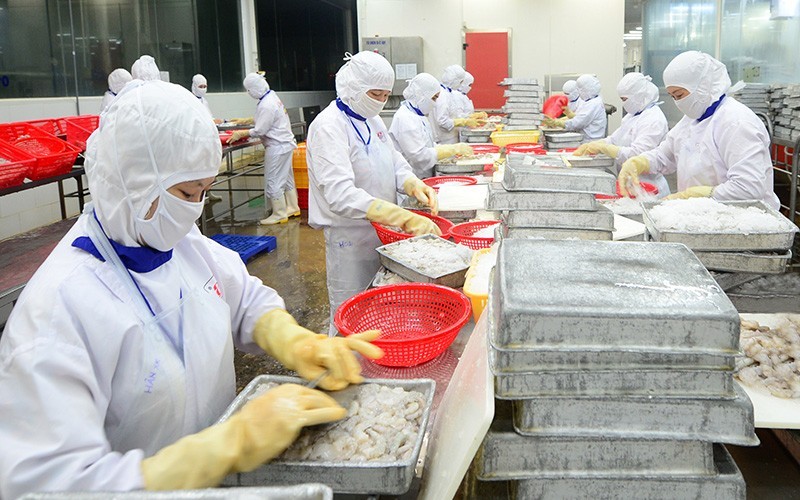 Chế biến thủy sản xuất khẩu ở Công ty cổ phần Thủy sản Cafatex, tỉnh Hậu Giang. (Ảnh TRẦN QUỐC)