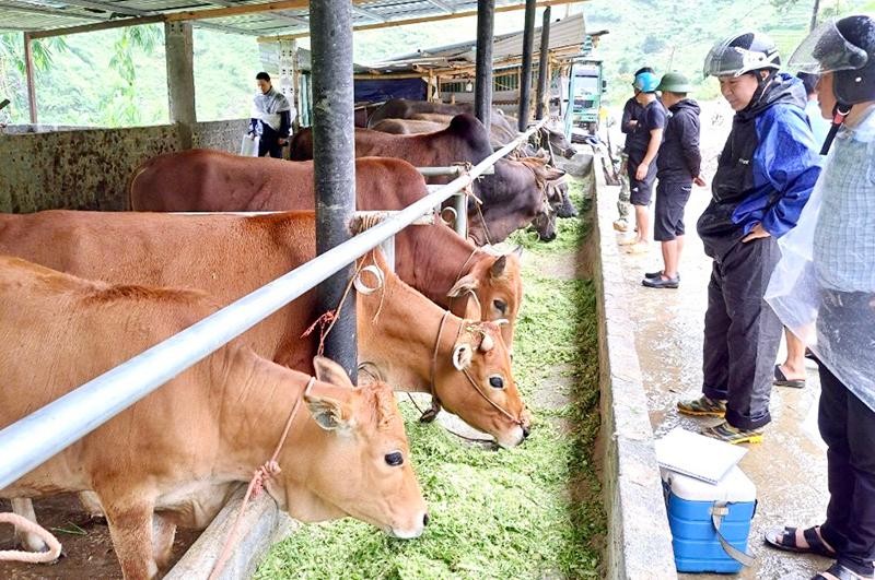 Mô hình nuôi bò bán chăn thả, đem lại hiệu quả kinh tế cao tại xã Xà Hồ, huyện Trạm Tấu.