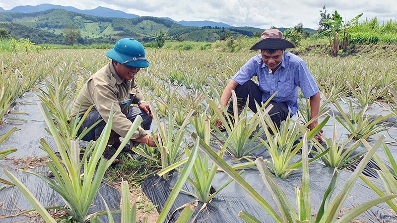 Gia đình anh A Ngực ở làng Đắk Rơ Gia, xã Đắk Trăm, huyện Đắk Tô đã chuyển đổi diện tích trồng sắn kém hiệu quả sang trồng mắc-ca và dứa đem lại thu nhập cao.