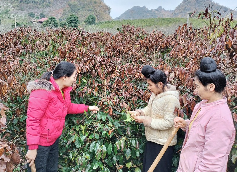 Cán bộ kỹ thuật Trung tâm dịch vụ nông nghiệp thành phố Sơn La hướng dẫn người dân tỉa cành cà-phê bị sương muối.