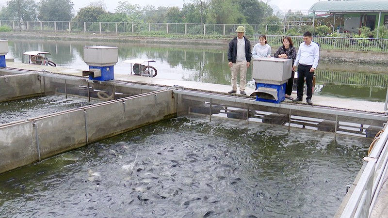 Hà Nội Mô hình nuôi cá sông trong ao cho hiệu quả kinh tế