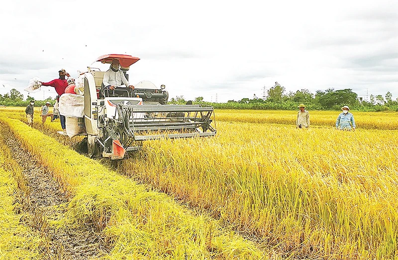 Thu hoạch lúa hữu cơ bằng máy móc hiện đại, góp phần giảm chi phí, tăng sản lượng.