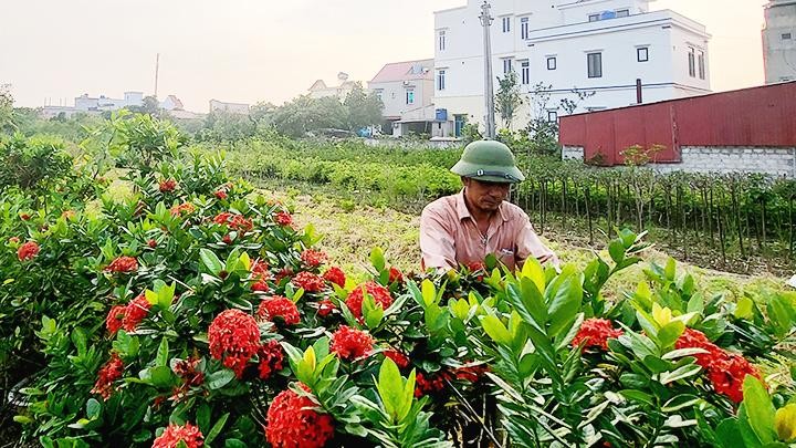 Trồng cây cảnh giúp nhiều hộ dân xã Hồng Việt, huyện Đông Hưng, tỉnh Thái Bình cải thiện cuộc sống.