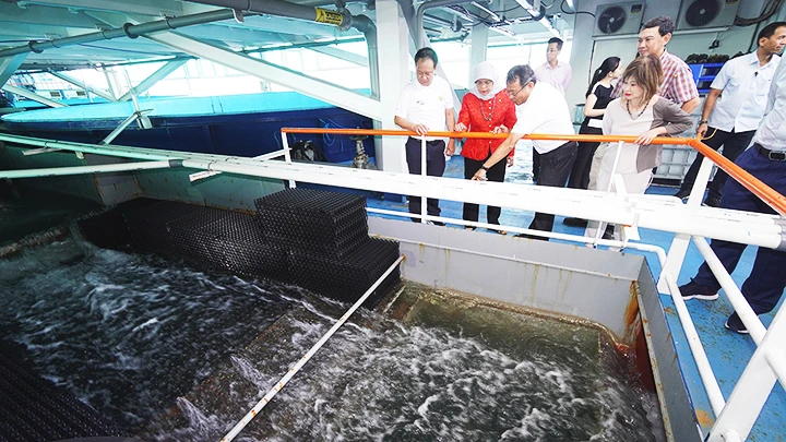 Trang trại nuôi cá công nghệ cao tại Eco-Ark của Singapore. Ảnh: SFA