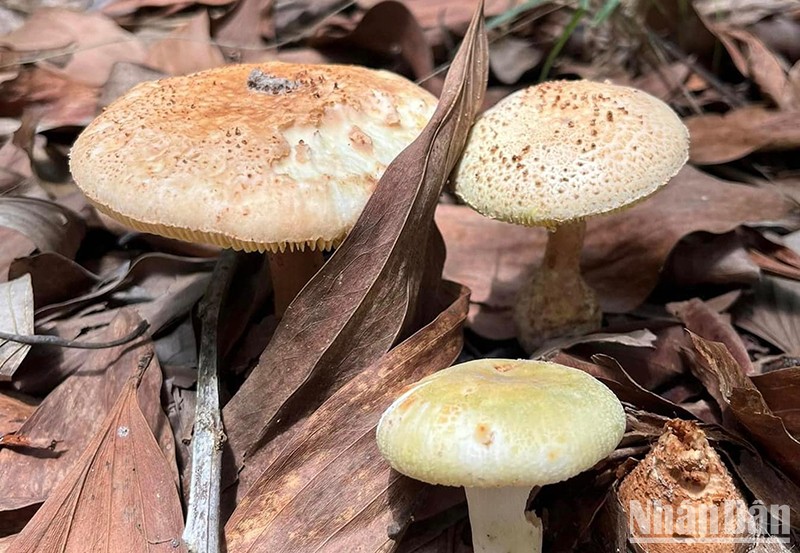 Loại nấm ông Hoàng mua không rõ loại, tương tự “nấm hột gà”, sau đó chế biến cho gia đình cùng ăn.