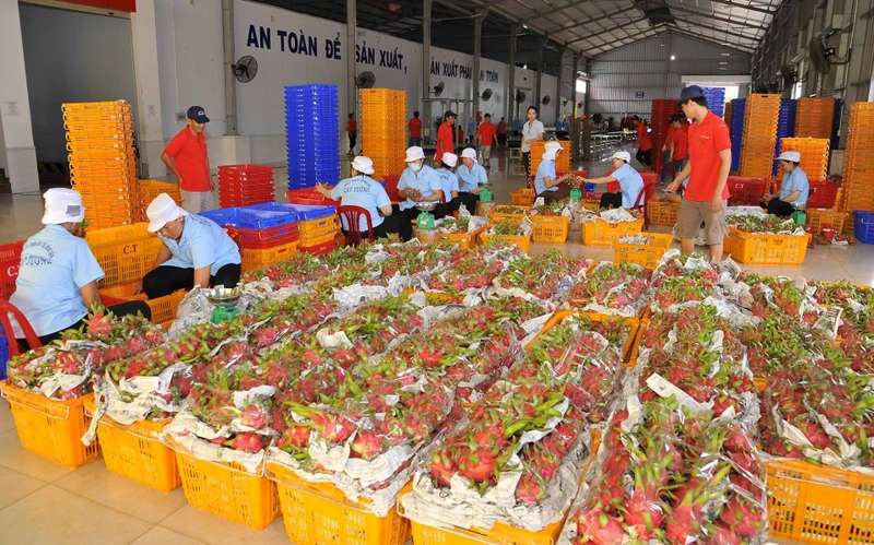 Thanh long là một trong những mặt hàng trái cây xuất khẩu nhiều sang thị trường Trung Quốc. 