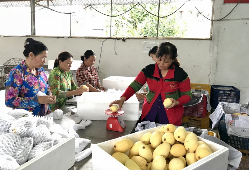 Xuất khẩu trái cây được kỳ vọng sẽ tăng trưởng tại thị trường EU thời gian tới.