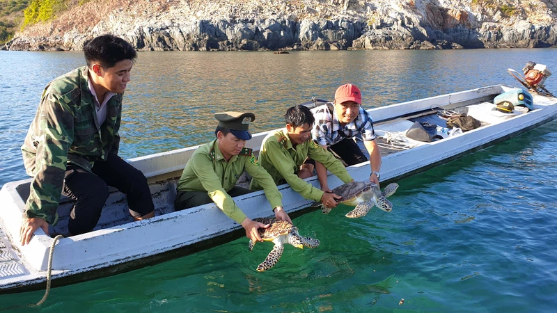 Lực lượng kiểm lâm thả hai cá thể rùa về tự nhiên tại khu vực biển vịnh Đầm Tre.