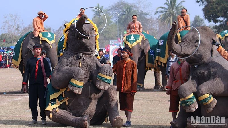 Lễ hội voi tỉnh Sayaboury (Lào) là một trong những hoạt động thường niên thu hút đông đảo du khách. (Ảnh: Trịnh Dũng)