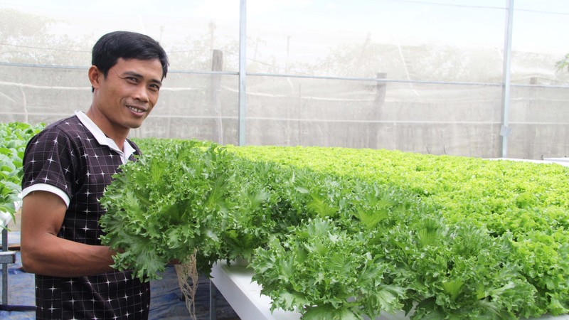 Mô hình trồng rau thuỷ canh rau sạch trên giá thể hữu cơ