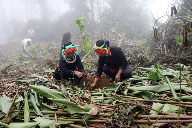 Người dân thôn Khuổi Lòa, xã Minh Sơn, huyện Bắc Mê trồng cây dổi tại Vườn Quốc gia Du Già.