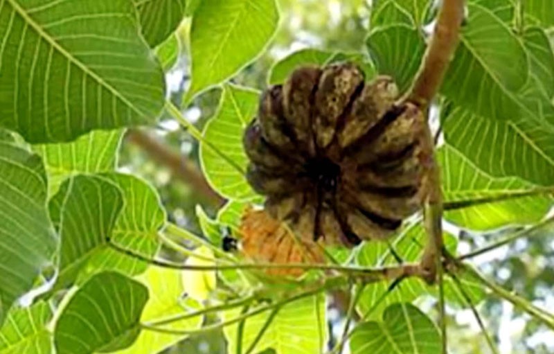  Quả cây ngô đồng.