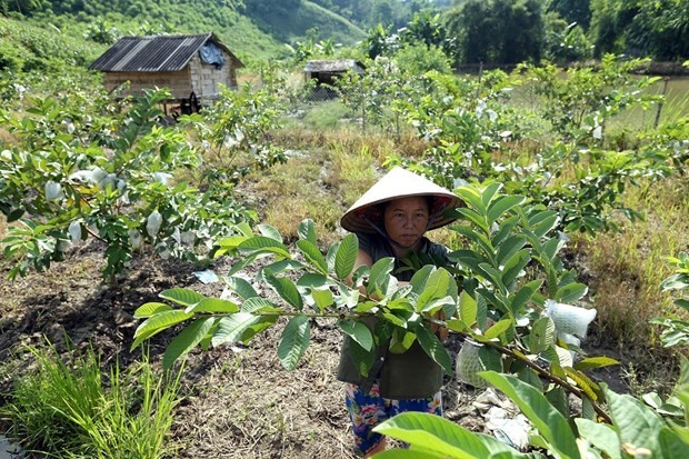 Một hộ gia đình trồng cây ăn quả đem lại thu nhập ổn định ở bản Tà Lèng, xã Tà Lèng, tỉnh Điện Biên. (Ảnh: Phan Tuấn Anh/TTXVN)