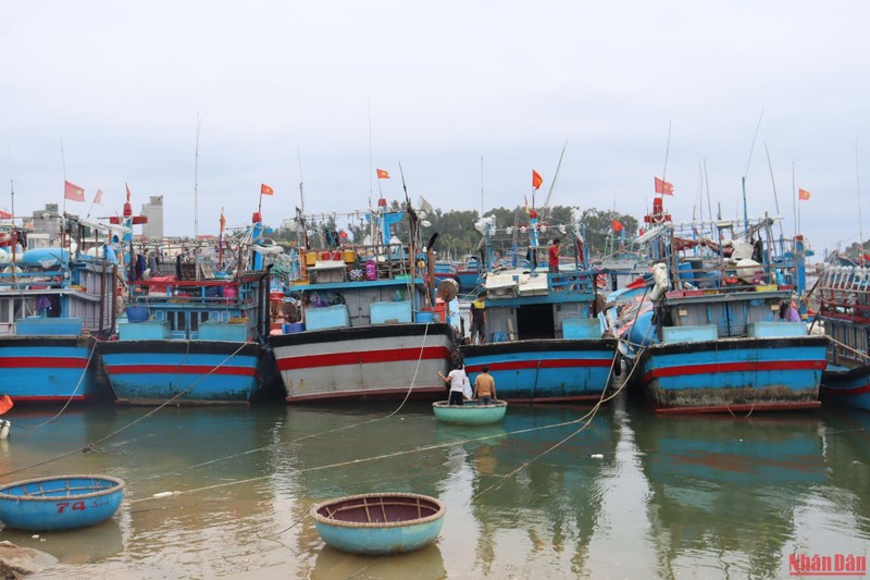 Tàu cá của ngư dân Quảng Ngãi về bến neo đậu tránh trú bão số 4. 