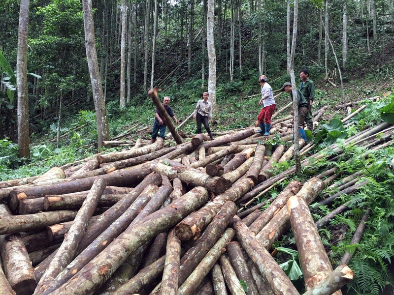 Quản lý sử dụng rừng và phát huy hiệu quả kinh tế rừng Tây Nguyên