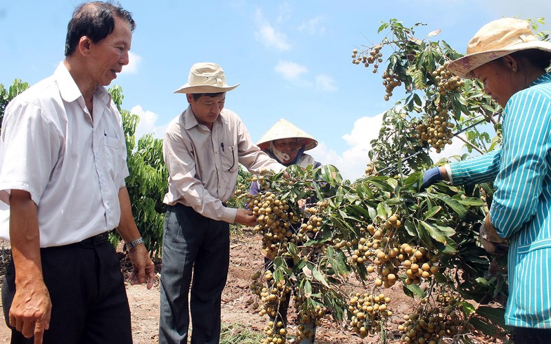 Cán bộ ngành nông nghiệp hướng dẫn đồng bào dân tộc thiểu số ở Sóc Trăng kỹ thuật trồng cây ăn trái hiệu quả.