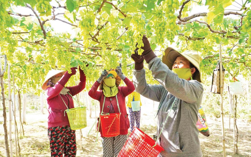 Nông dân xã Phước Thuận, huyện Ninh Phước chăm sóc giàn nho ăn quả tươi NH01-48.