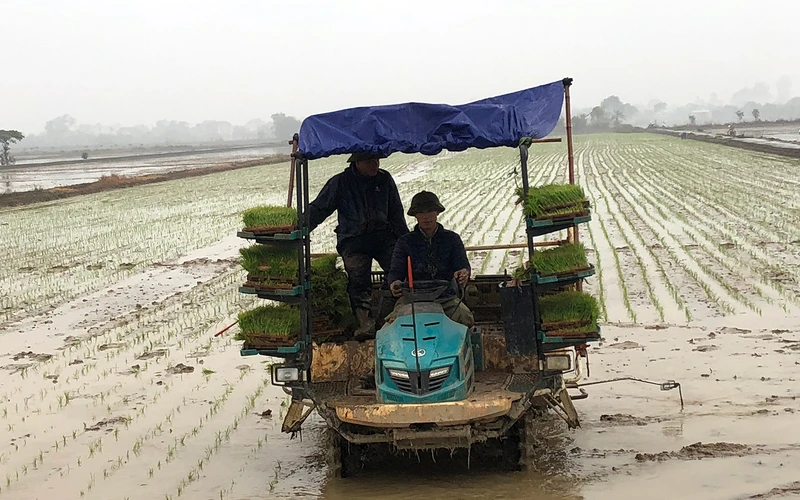 Áp dụng cơ giới hóa sản xuất lúa tại xã Long Xuyên, huyện Bình Giang (Hải Dương).