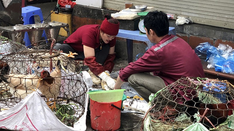 Giết mổ gia cầm tại một khu chợ trên địa bàn thành phố Hà Nội. (Ảnh MINH HÀ)