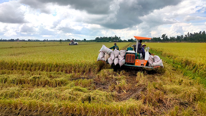 Thu hoạch lúa tại xã Trường Xuân, huyện Tháp Mười, tỉnh Đồng Tháp. (Ảnh HỮU NGHĨA)