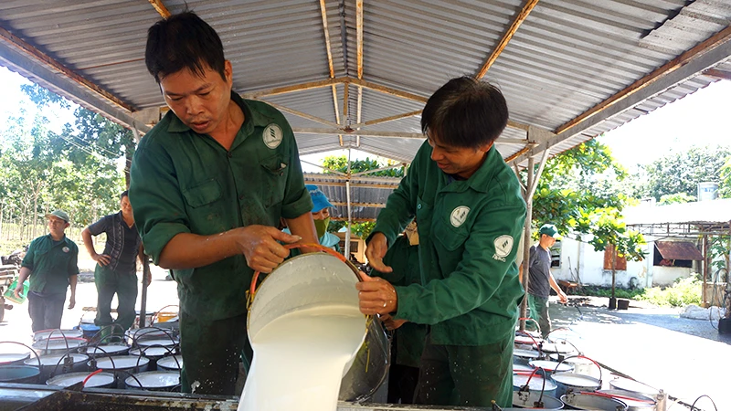 Công nhân Công ty cổ phần Cao-su Tân Biên (huyện Tân Châu, tỉnh Tây Ninh) thu hoạch mủ cao-su.