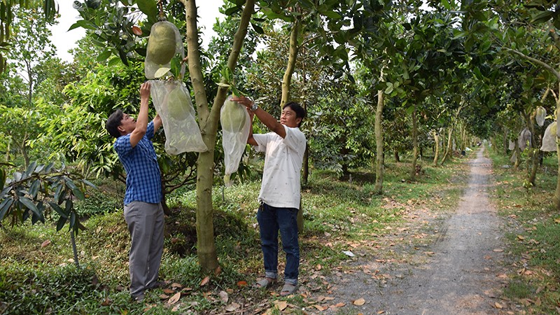 Kết quả chuyển đổi cơ cấu kinh tế, góp phần hoàn thành mục tiêu xây dựng nông thôn mới ở xã Đốc Binh Kiều, huyện Tháp Mười (Đồng Tháp) luôn có sự gương mẫu, đi đầu của đội ngũ cán bộ, đảng viên.