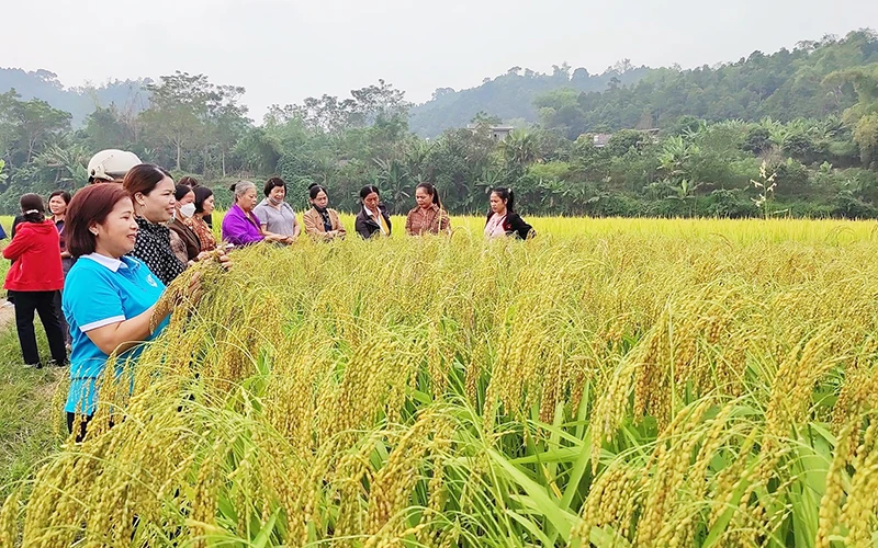 Huyện ủy Bạch Thông luôn nỗ lực tìm giải pháp phát triển kinh tế. (Trong ảnh: Mô hình trồng lúa hữu cơ cho năng suất cao được huyện triển khai hiệu quả). (Ảnh THU TRANG)