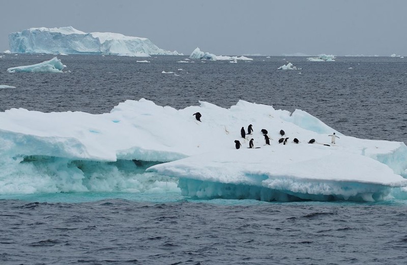 Chim cánh cụt tại Nam Cực. Ảnh: Reuters